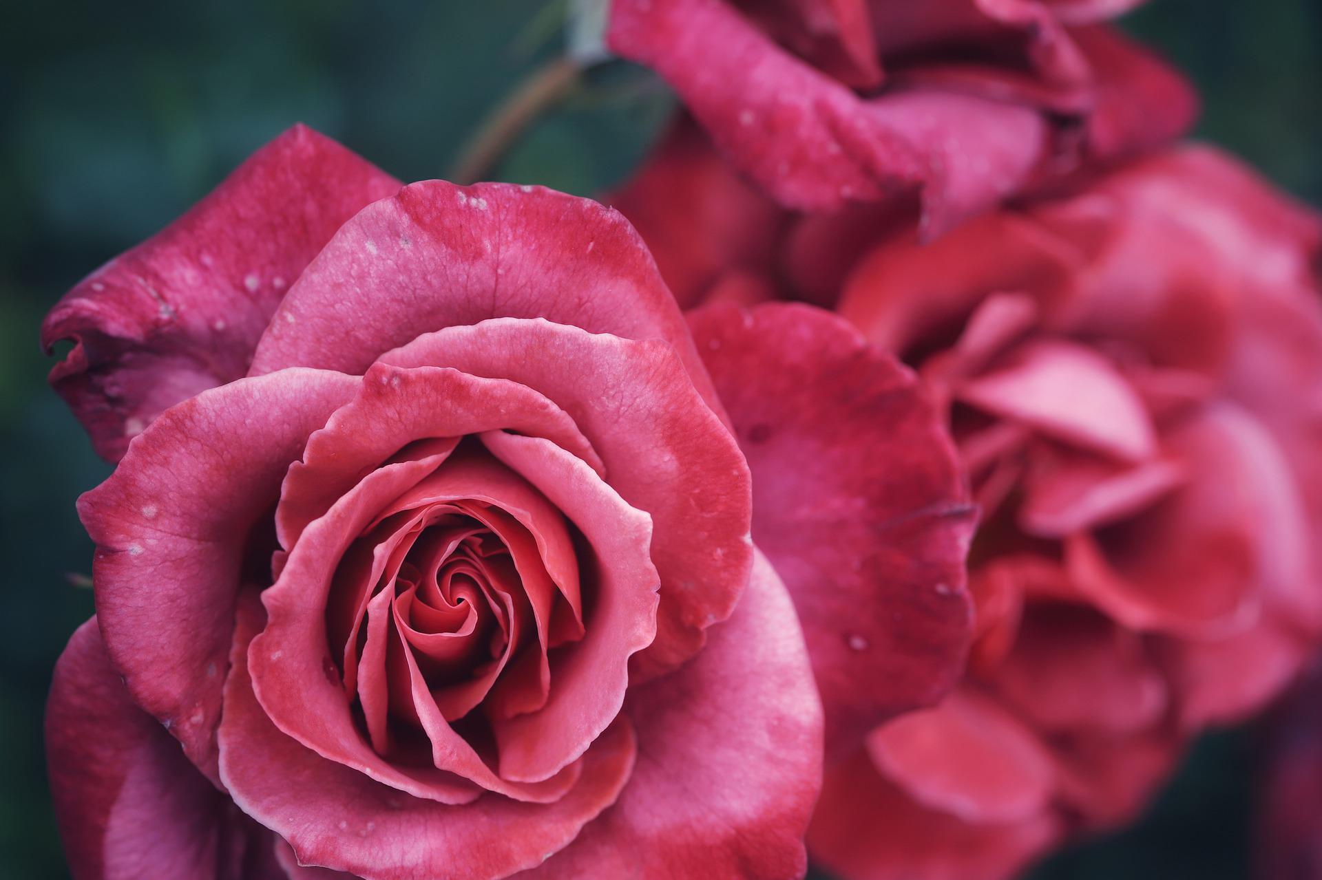 Rosy
