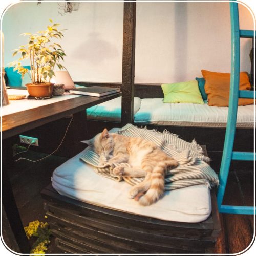 MEISO-Relaxation-Paris-insolite-Oasis-chat-sommeil-ronron-therapie-flottaison-isolation-sensorielle-bulle.jpg